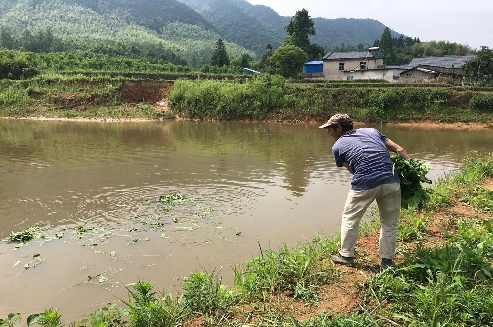 古城村贫困户正在给自家鱼塘喂食.jpg