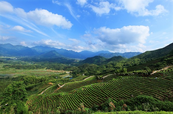 2.第二部分5《鹊岭白茶》(1).jpg